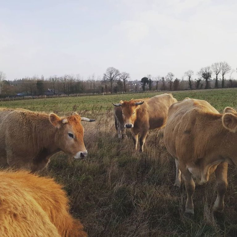 Commande colis de veau  Le chant du Blé